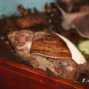 Giant African landsnail sp?