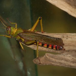 Lubber grasshopper?