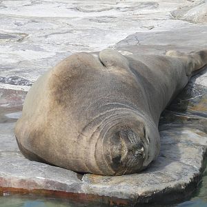 Elephant Seal