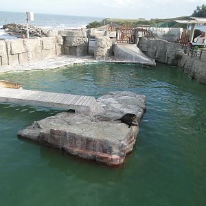 Sea Lion and Elephant Seal exhibit