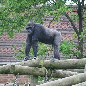 Western lowland gorilla
