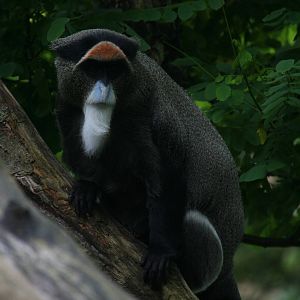 DeBrazza's guenon