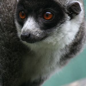 Mongoose lemur