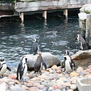 African black-footed penguins