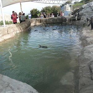 Penguin Pool
