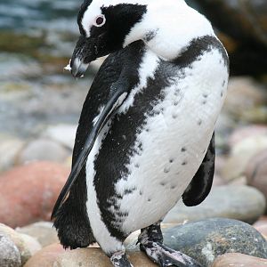 African black-footed penguin