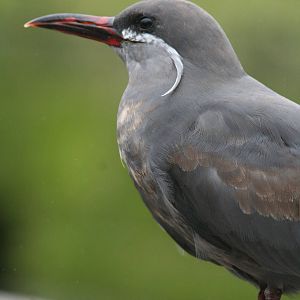Inca tern