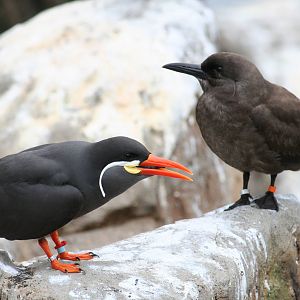 Inca terns
