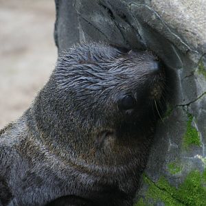 South American fur seal pup