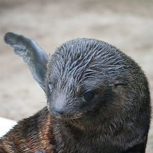 South American fur seal pup