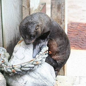 South American fur seal pup