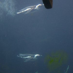 African black-footed penguins