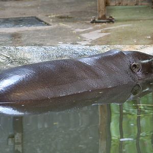 Pygmy hippopotamus