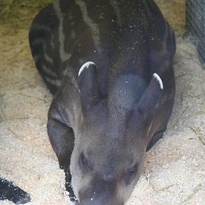 Young Brazilian tapir