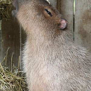 Capybara