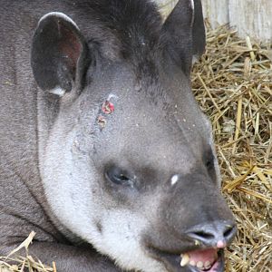 Brazilian tapir flehmen response