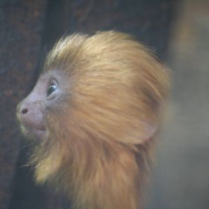 Young golden lion tamarin