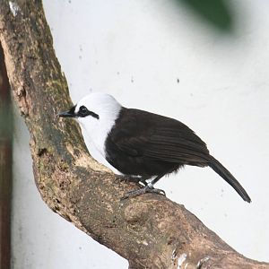 Black-and-white laughingthrush