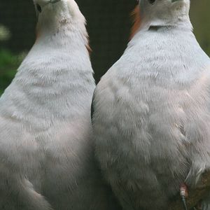 Imperial pigeon sp?