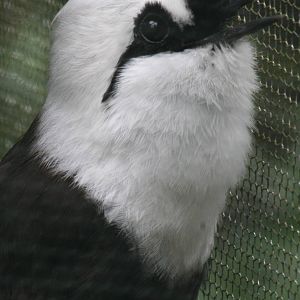 Black-and-white laughingthrush