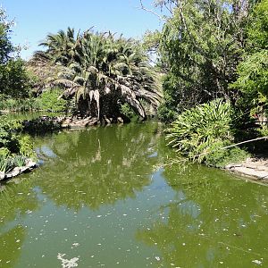 Chilean Flamingo lagoon