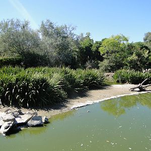 Chilean Flamingo lagoon