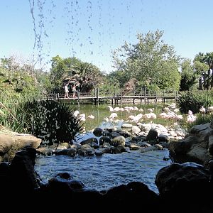 Chilean Flamingo lagoon