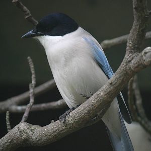 Azure-winged magpie