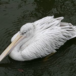 Pink-backed pelican