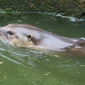 North American river otter