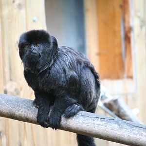 Goeldi's marmoset