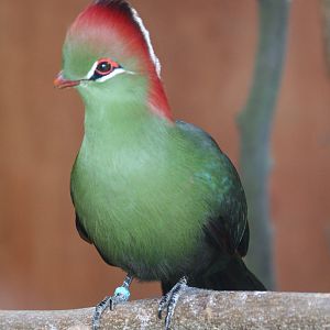 Red-crested turaco?