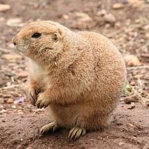 Black-tailed prairie dog