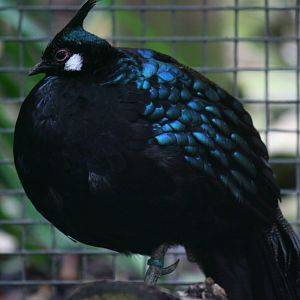Palawan peacock-pheasant