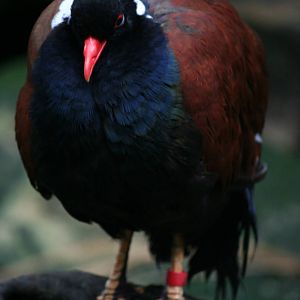 White-naped pheasant-pigeon