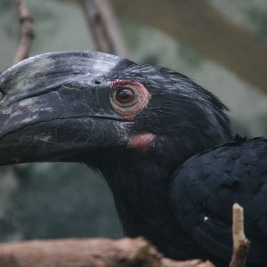 Black hornbill?