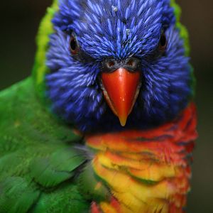 Rainbow lorikeet ssp?