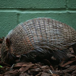 Six-banded armadillo