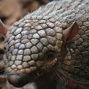 Six-banded armadillo