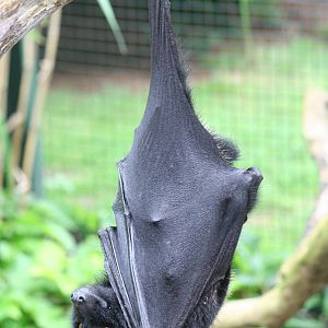Livingston's flying fox
