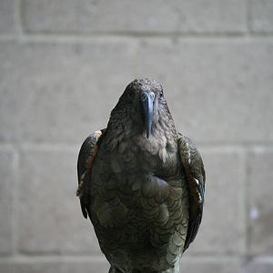 Kea