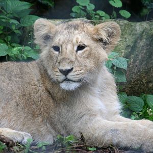 Asiatic lion youngster