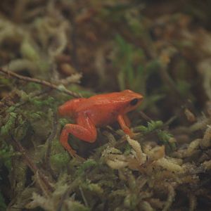 Golden mantella froglett