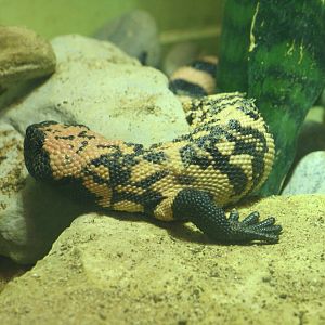 Reticulated gila monster youngster