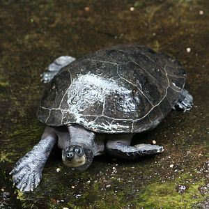 Side-neck turtle
