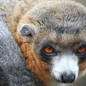 Mongoose lemur