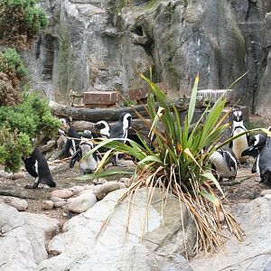 Seal and Penguin coasts