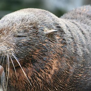 South American fur seal