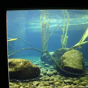 Seal and Penguin Coasts