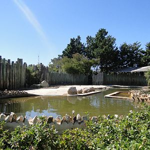 Hippo exhibit